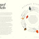 Shell Seeker: Encounters With Thirty Seashells