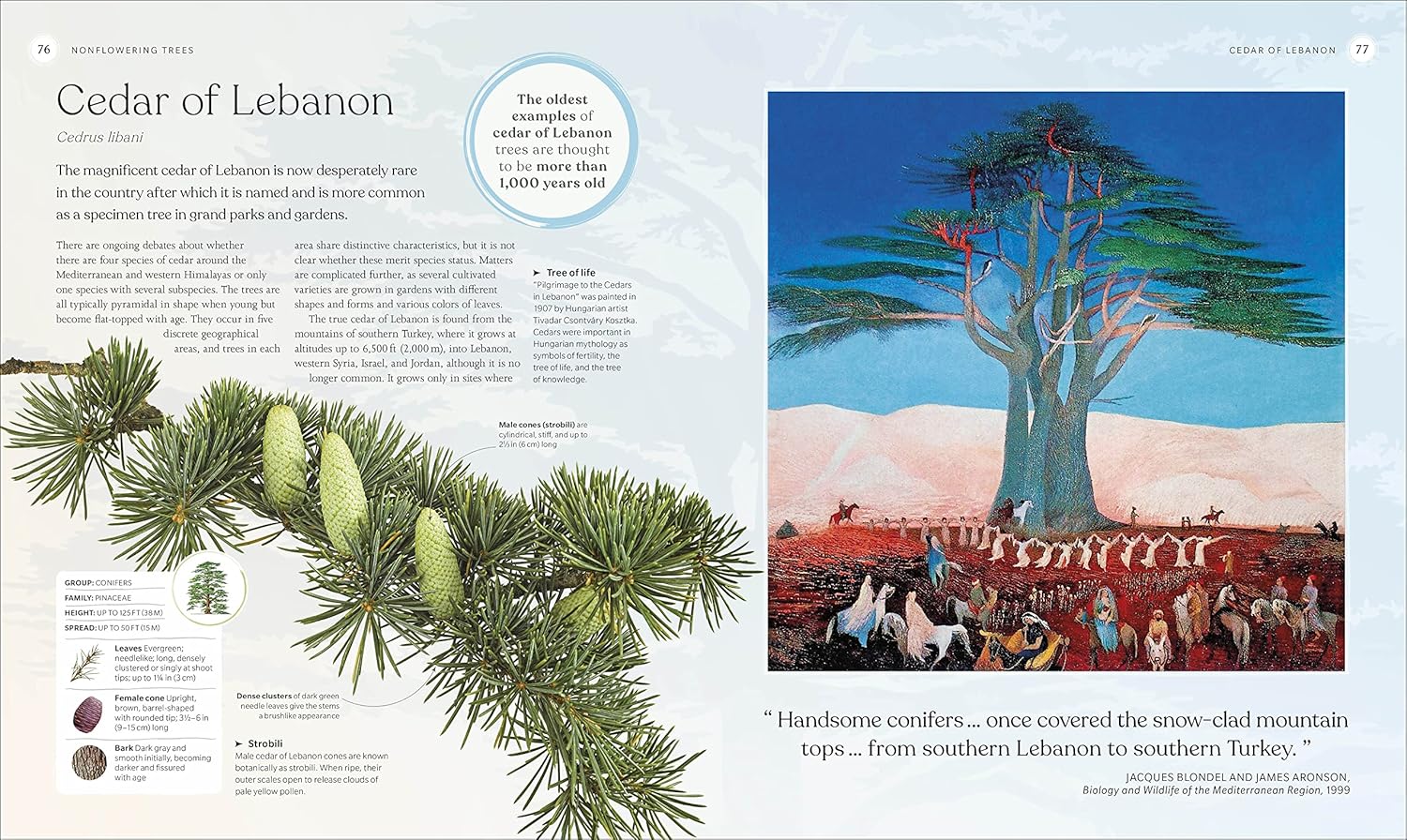 Tree Book: The Stories, Science and History of Trees – QAGOMA Store