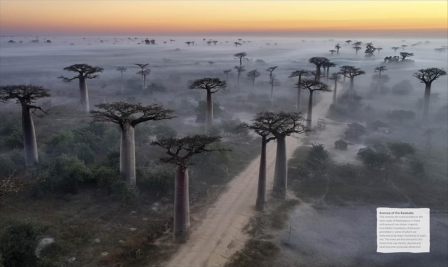 Tree Book: The Stories, Science and History of Trees