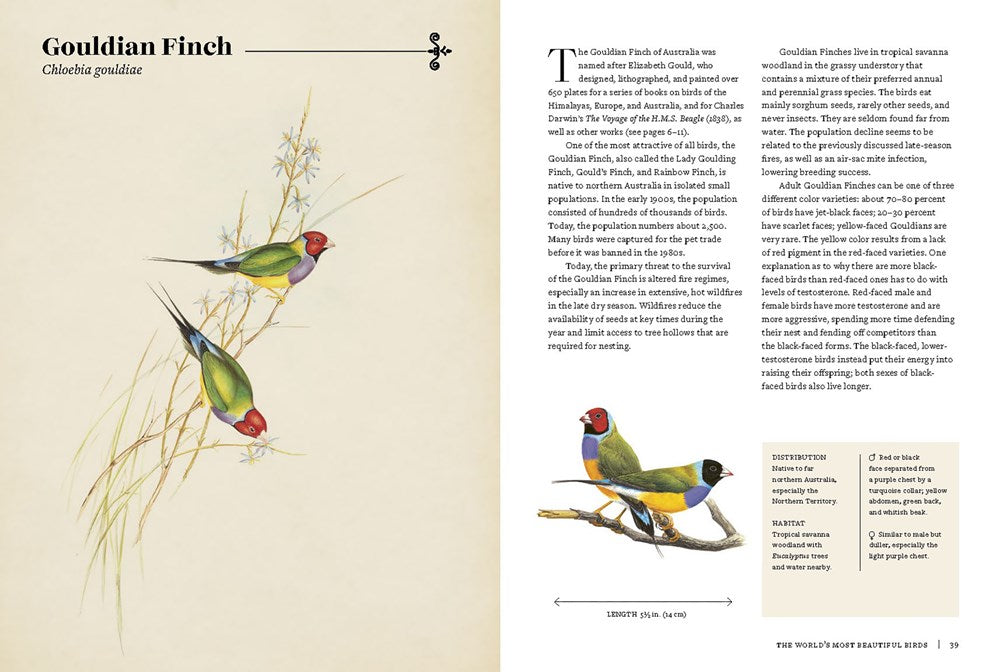 Vintage Birds: A Guidebook and Matching Game