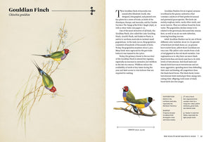 Vintage Birds: A Guidebook and Matching Game