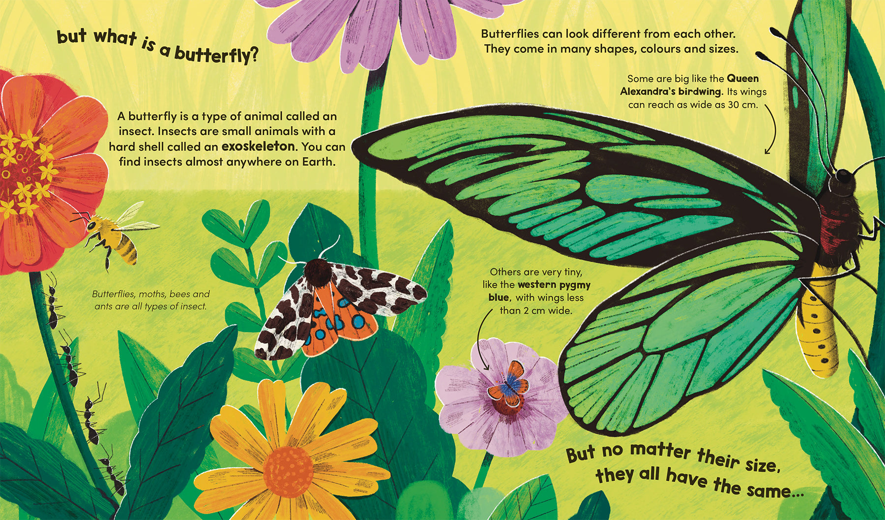 Watch Me Grow: Butterflies