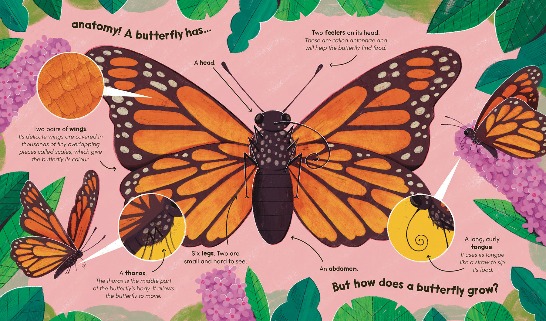 Watch Me Grow: Butterflies