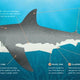 Wonders of the Wild: Sharks