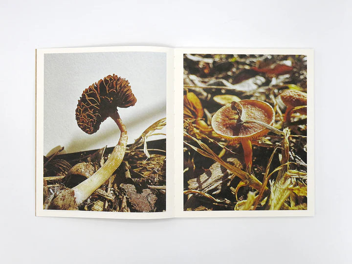 Ying Ang: Fruiting Bodies