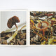 Ying Ang: Fruiting Bodies
