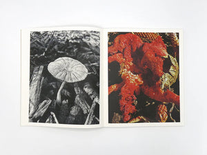 Ying Ang: Fruiting Bodies