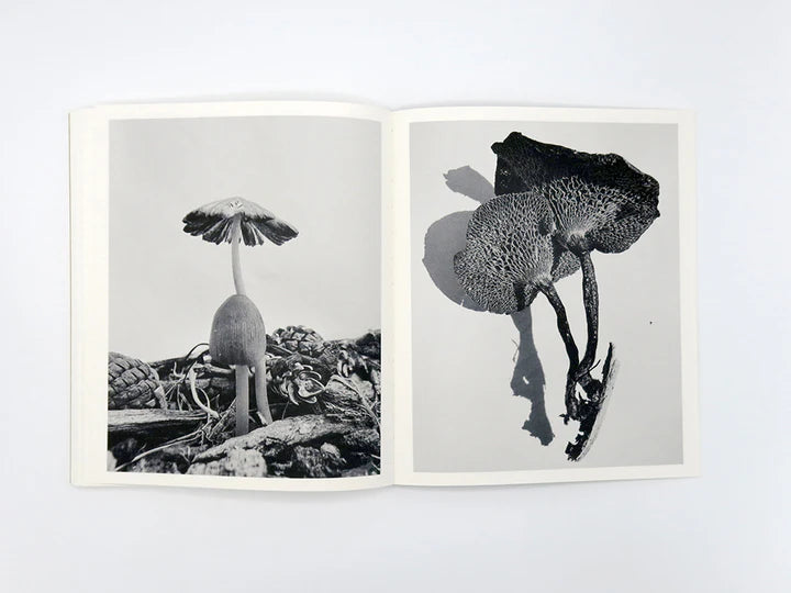 Ying Ang: Fruiting Bodies