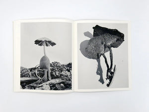 Ying Ang: Fruiting Bodies
