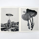 Ying Ang: Fruiting Bodies