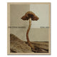Ying Ang: Fruiting Bodies
