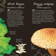 Anthology of Fungi: A Collection of Mushrooms, Toadstools and Other Fungi