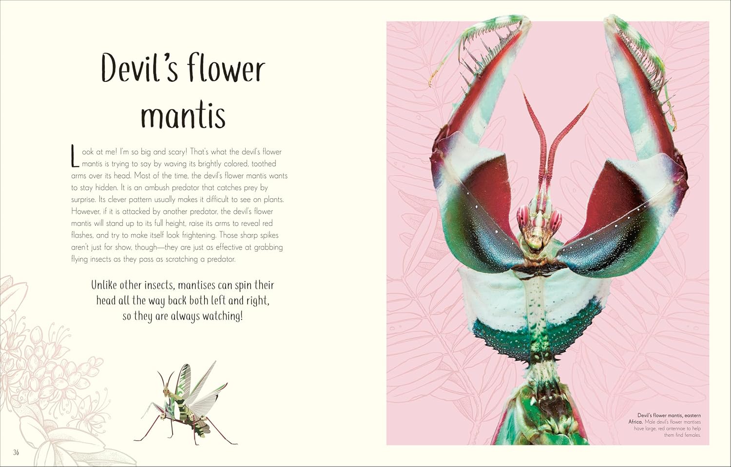 Anthology of Remarkable Bugs