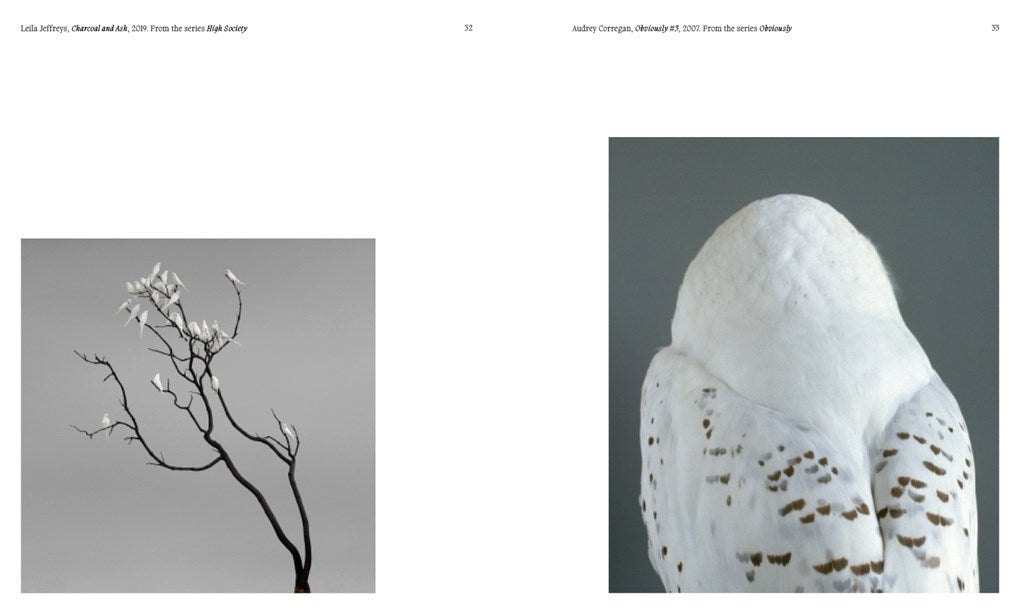 Aviary: The Bird in Contemporary Photography