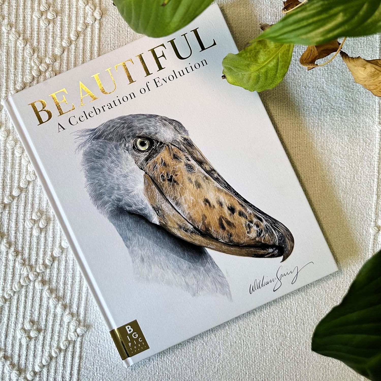 Beautiful: A Celebration of Evolution