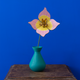 Blushing Tulip Everlasting Flowers