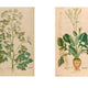 Botanists' Library: The Most Important Botanical Books in History