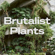 Brutalist Plants