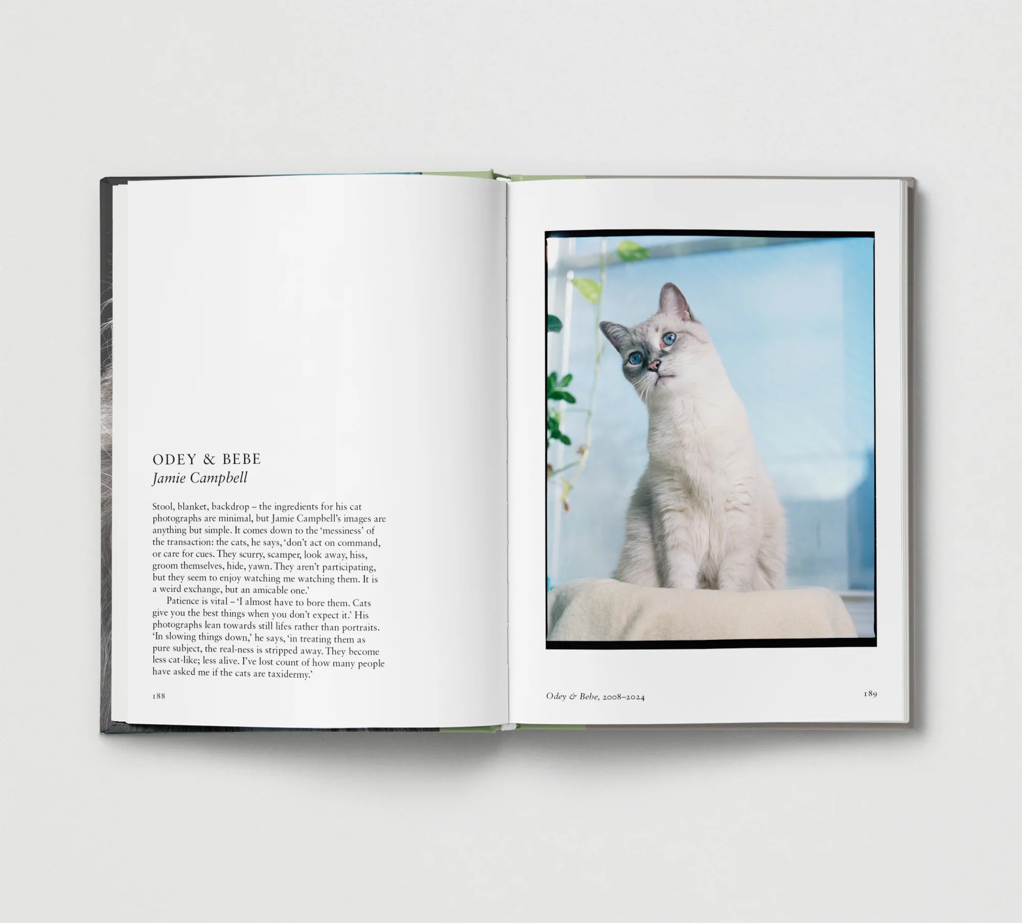 Cat: New photography of the Cat