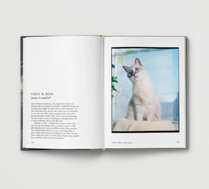 Cat: New photography of the Cat