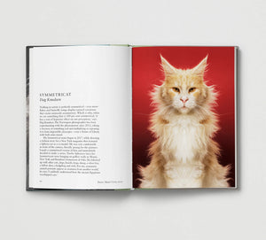 Cat: New photography of the Cat