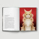 Cat: New photography of the Cat