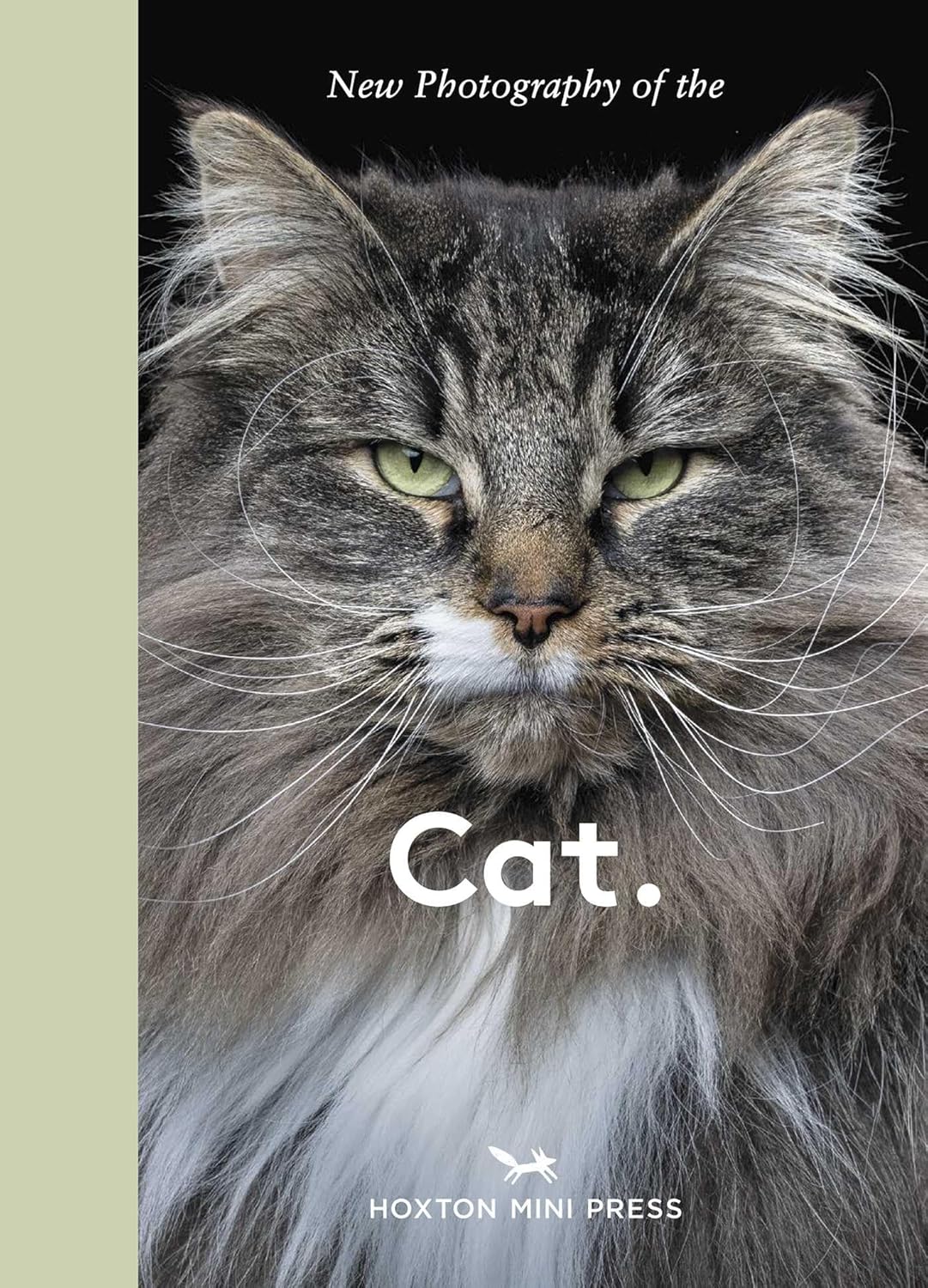 Cat: New photography of the Cat