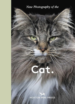 Cat: New photography of the Cat