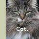 Cat: New photography of the Cat
