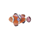 Clownfish B7 Sea Creatures Wall Art