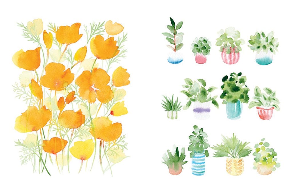 Draw Your Way: Botanical Watercolour