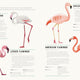 Encyclopedia of Birds