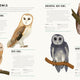 Encyclopedia of Birds