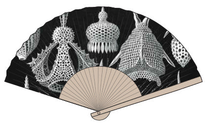 Cyrtoidea Fan - Ernst Haeckel