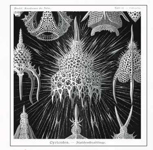 Cyrtoidea Scarf - Ernst Haeckel