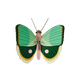 Fern Striped Butterfly B7 Butterflies Wall Art