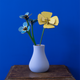 Golden Poppy Everlasting Flowers
