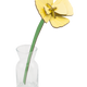 Golden Poppy Everlasting Flowers