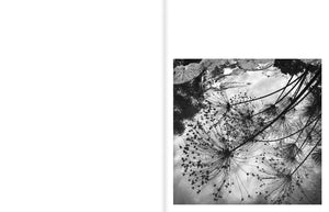 Jean Gaumy: A Certain Nature, After Giverny