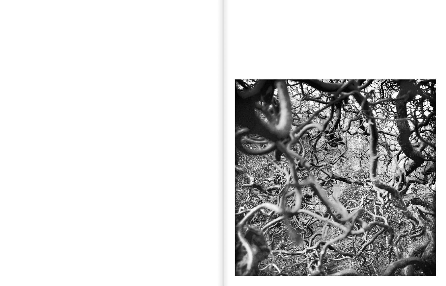 Jean Gaumy: A Certain Nature, After Giverny