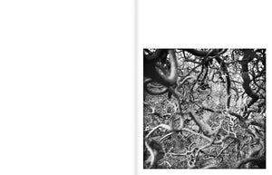 Jean Gaumy: A Certain Nature, After Giverny