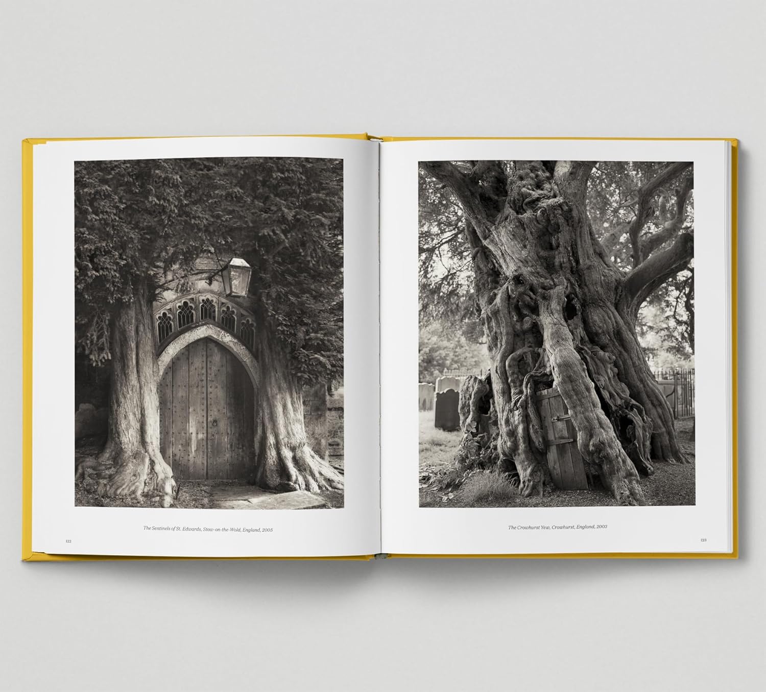 Looking at Trees: New Photography of Trees, Forests & Woodlands
