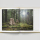 Looking at Trees: New Photography of Trees, Forests & Woodlands