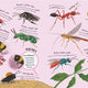 Minibeasts: Under the Magnifying Glass