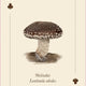 Mushrooms of the Wild: 54 Playing Cards