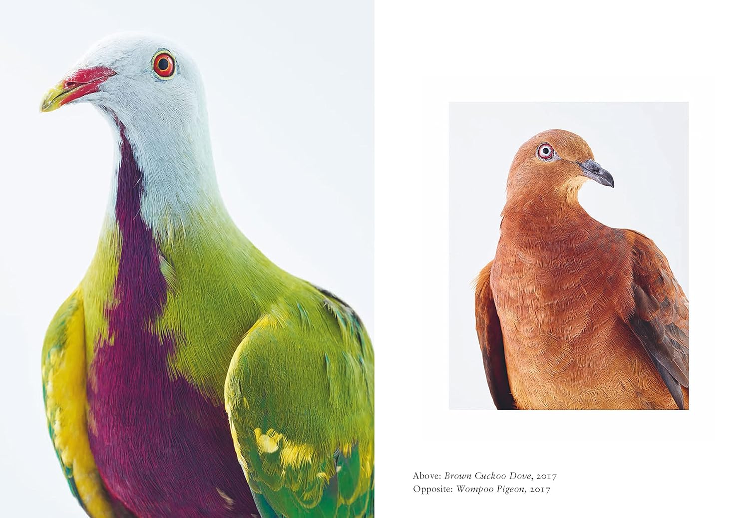 Bird: New photography of the Bird
