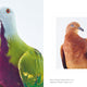 Bird: New photography of the Bird