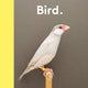 Bird: New photography of the Bird