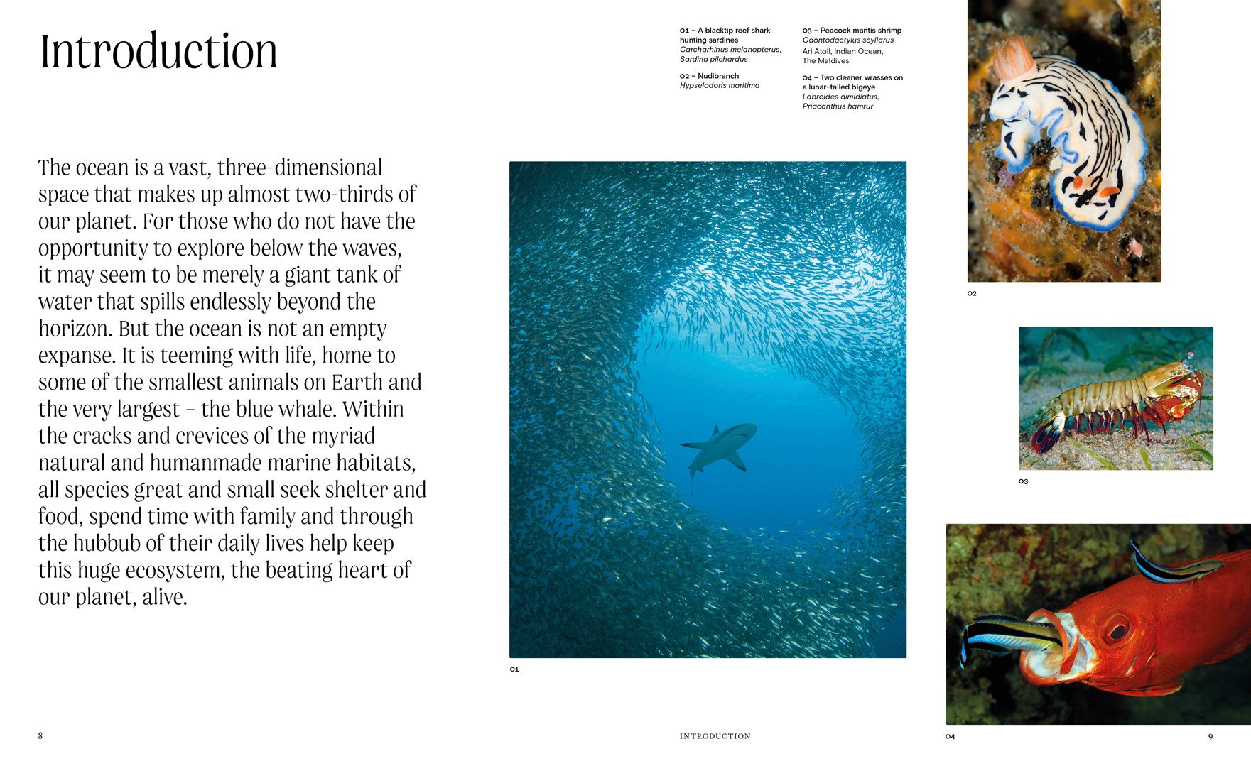Ocean:  From the Shore to the Abyss