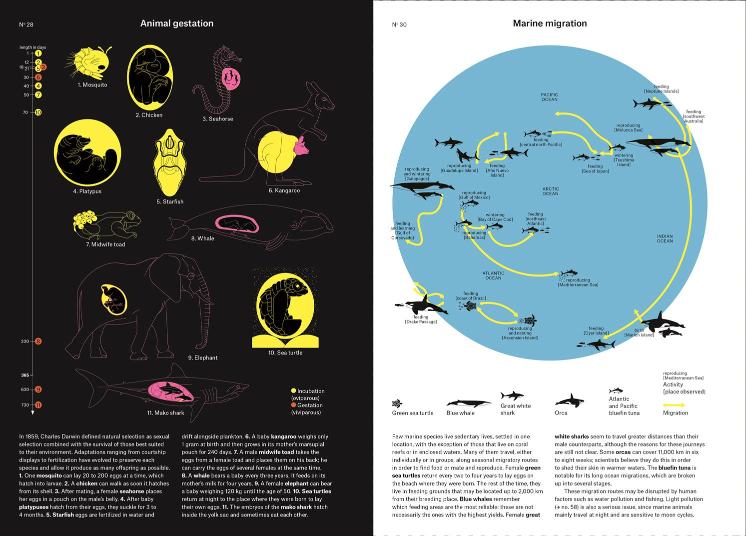 Phenomena: An Infographic Guide to Almost Everything